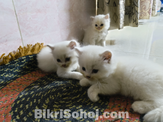 Persian kitten 2 months
